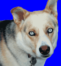 cody.gif (12732 bytes)