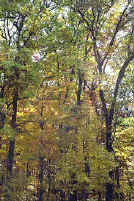 greenish.jpg (140749 bytes)