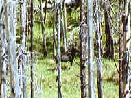 moose.jpg (80138 bytes)
