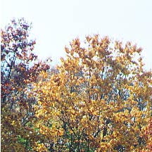trees1.jpg (30621 bytes)