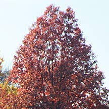 trees3.jpg (29568 bytes)