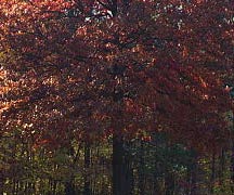 trees4.jpg (23073 bytes)